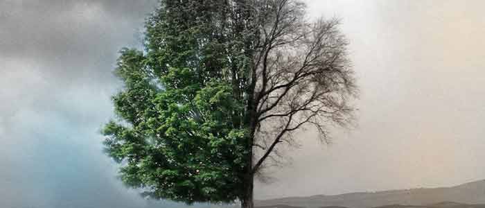 watanabe_sala_diseccion